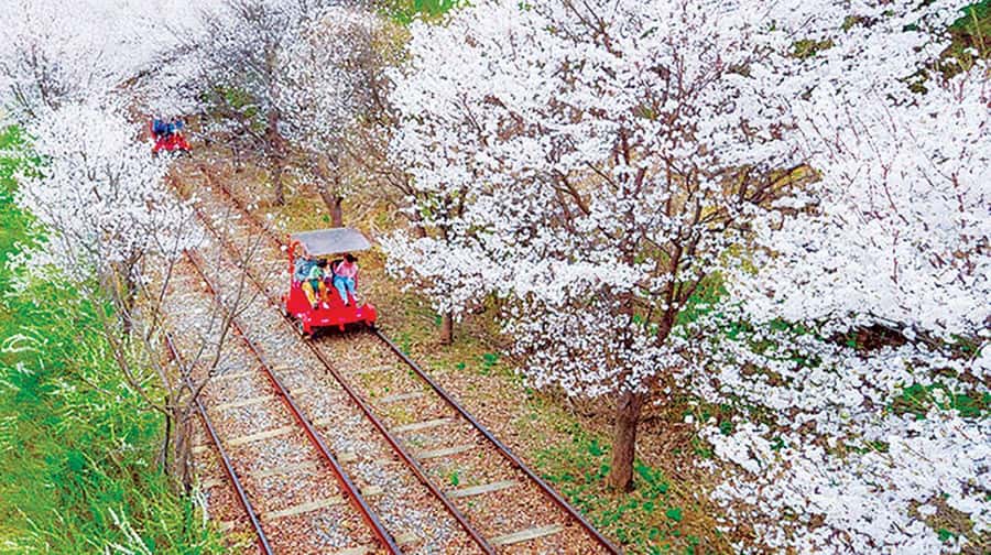 From Seoul: Private Custom Gapyeong Tour with English Driver - Why This Tour Stands Out