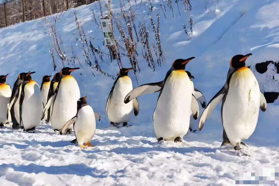 Sapporo: Otaru Day Trip-Mt. Tengu & Aquarium in small group - The Sum Up