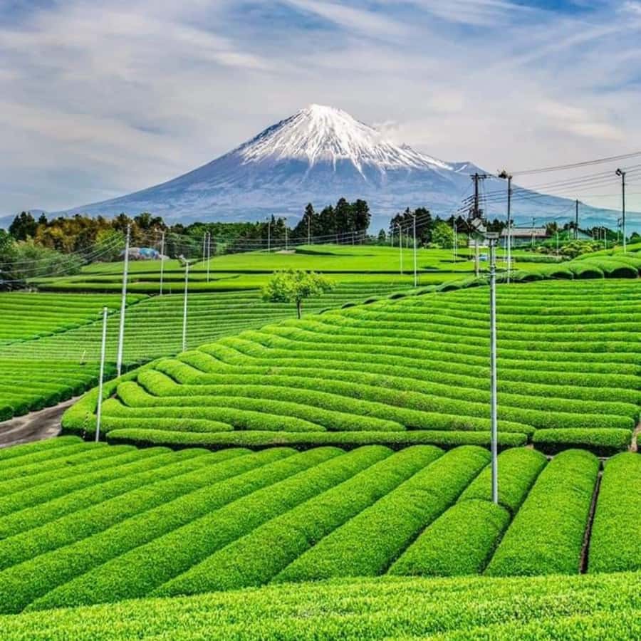 From Tokyo: Private Mount Fuji & Hakone Custom Day Tour - Who Should Consider This Tour?