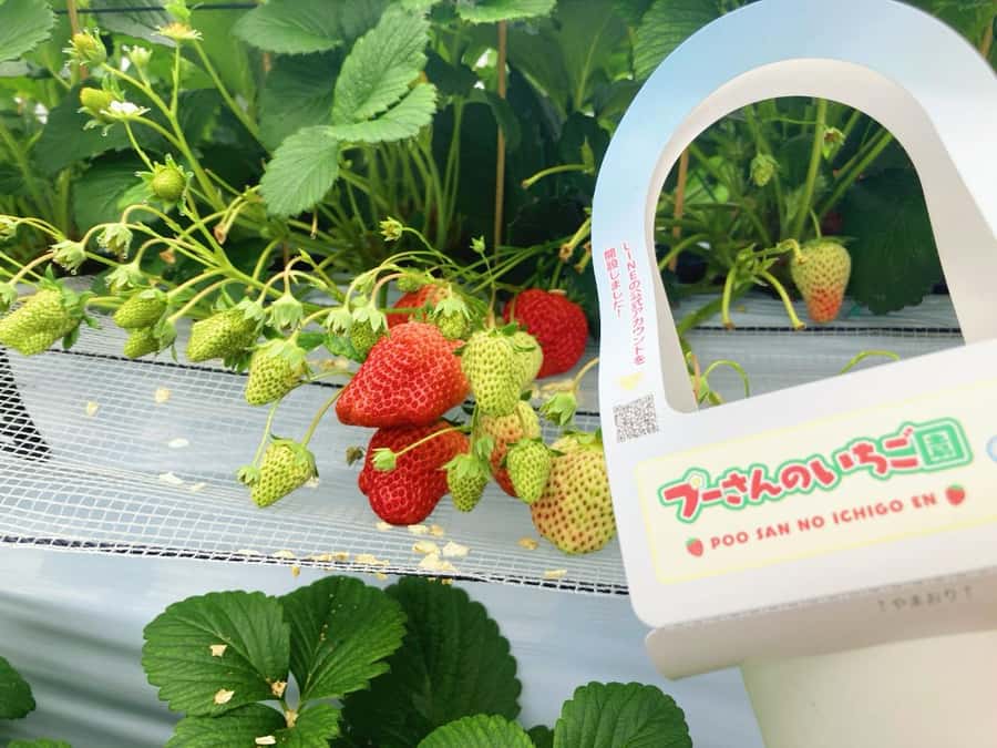 Fukuoka: Strawberry Picking, Koiki Shrine & Yanagawa Tour - Fukuoka: Strawberry Picking, Koiki Shrine & Yanagawa Tour – A Practical Guide