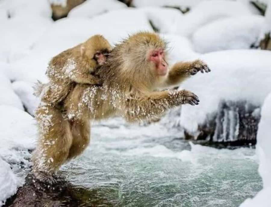 Nagoya: Nagano Private Day Trip with Custom Itinerary - The Itinerary Breakdown: What to Expect