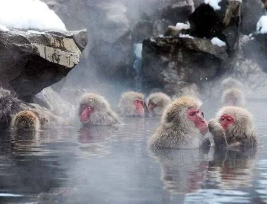 Nagoya: Nagano Private Day Trip with Custom Itinerary - Why This Tour Offers Great Value