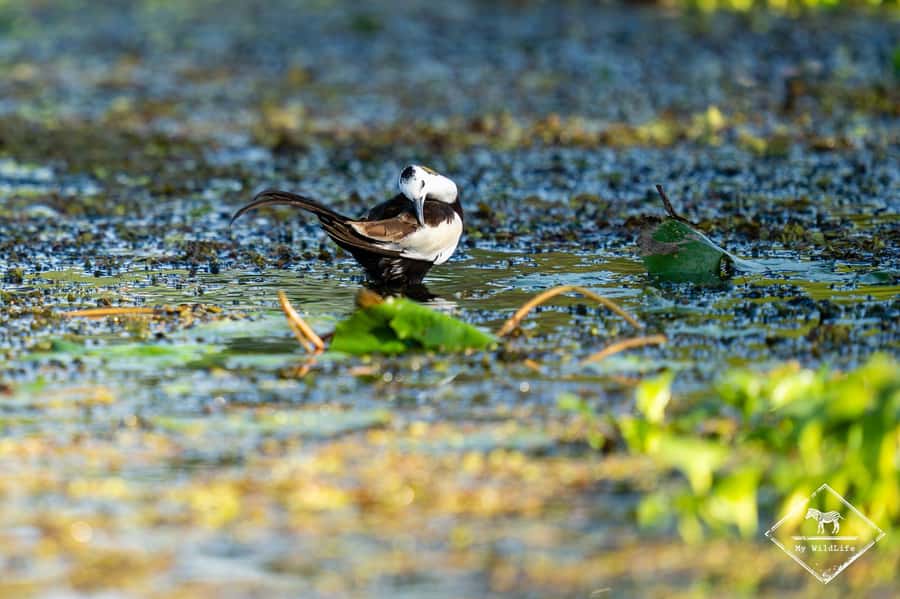 Kalametiya: Bird Sanctuary Catamaran Bird Watching Tour - Final Thoughts