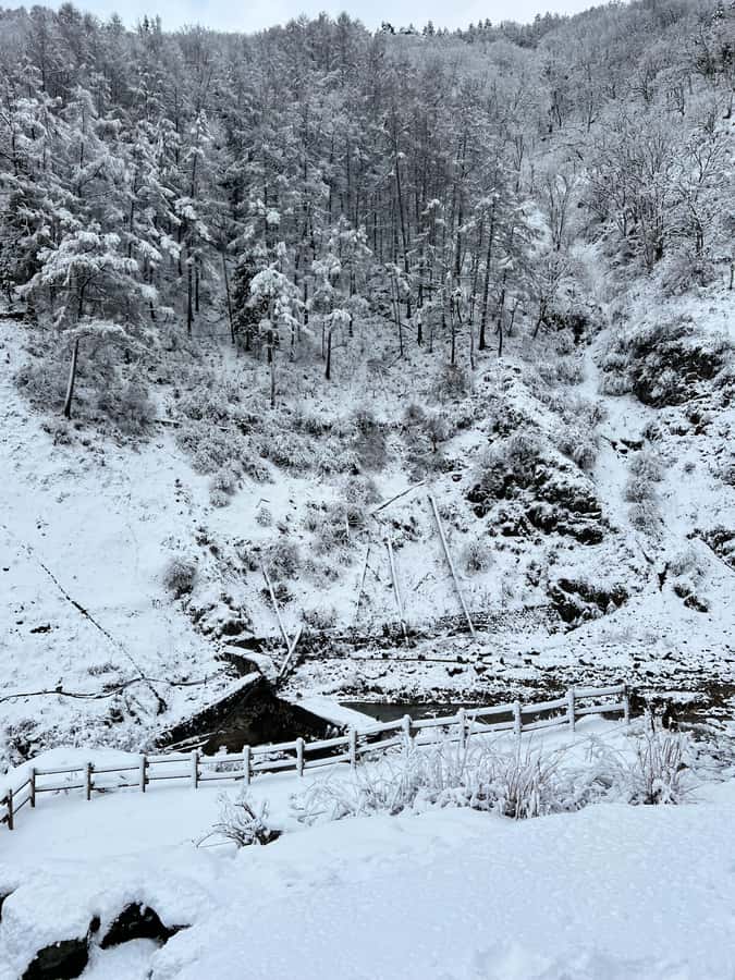 Tokyo: Snow Monkey & Nagano Customizable Private Day Tour - Why This Tour Offers Real Value