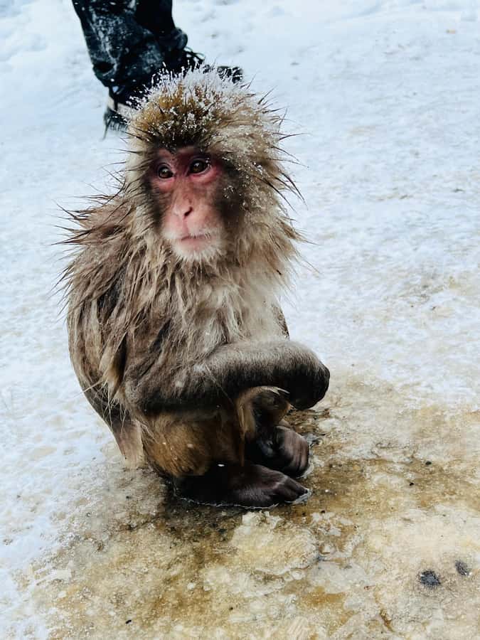 Tokyo: Snow Monkey & Nagano Customizable Private Day Tour - An In-Depth Look at the Tour