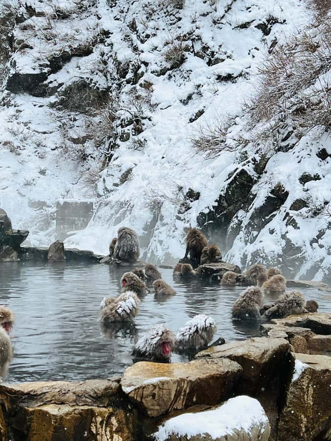 Tokyo: Snow Monkey & Nagano Customizable Private Day Tour - Final Thoughts