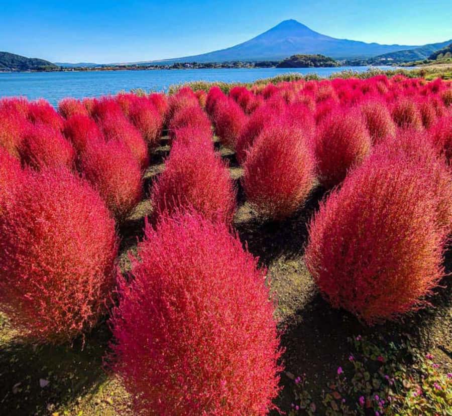 Shizuoka: Mount Fuji & Hakone Private Day Trip - The Value of a Private Guided Experience