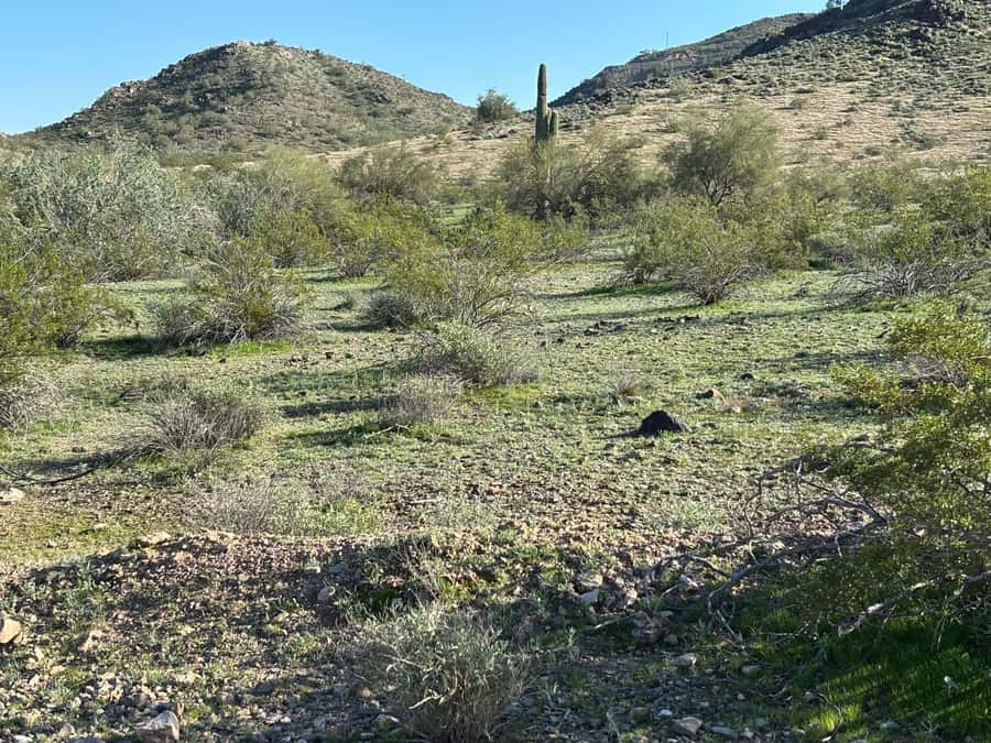 Phoenix: Guided Mountain Bike Adventure in Sonoran Desert - Why This Tour Offers Great Value