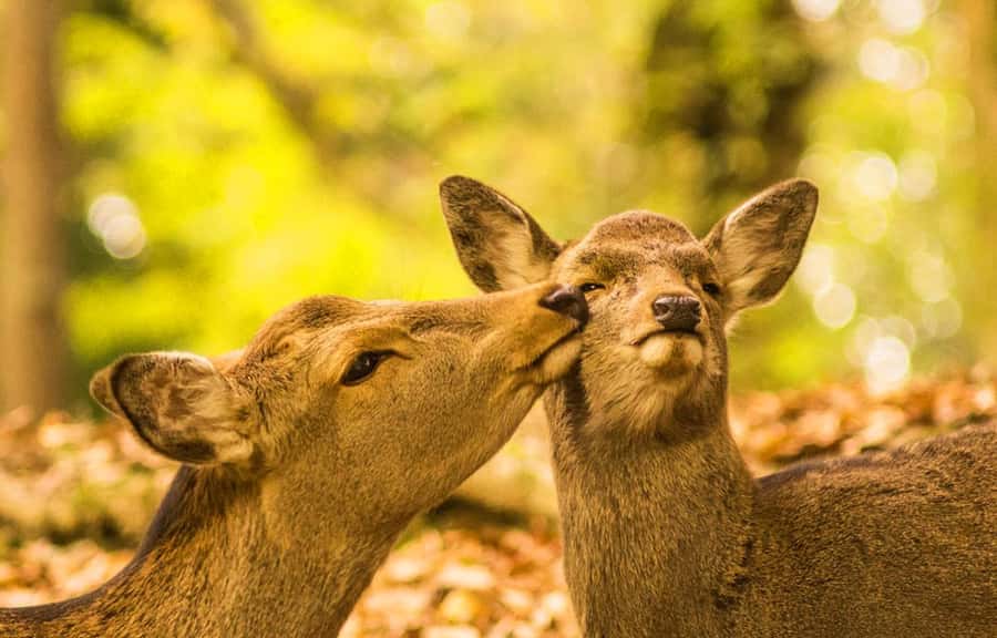 A Thousand Years in One Day: Kyoto & Nara Panoramic Tour - Key Points