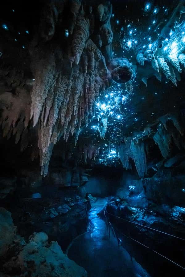 Northland Hidden Gems: Glowworm Cave, Beach & Art Café - An In-Depth Look at the Tour Experience