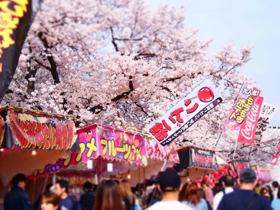 Nagoya Sakura Tour - Practical Details & What to Expect