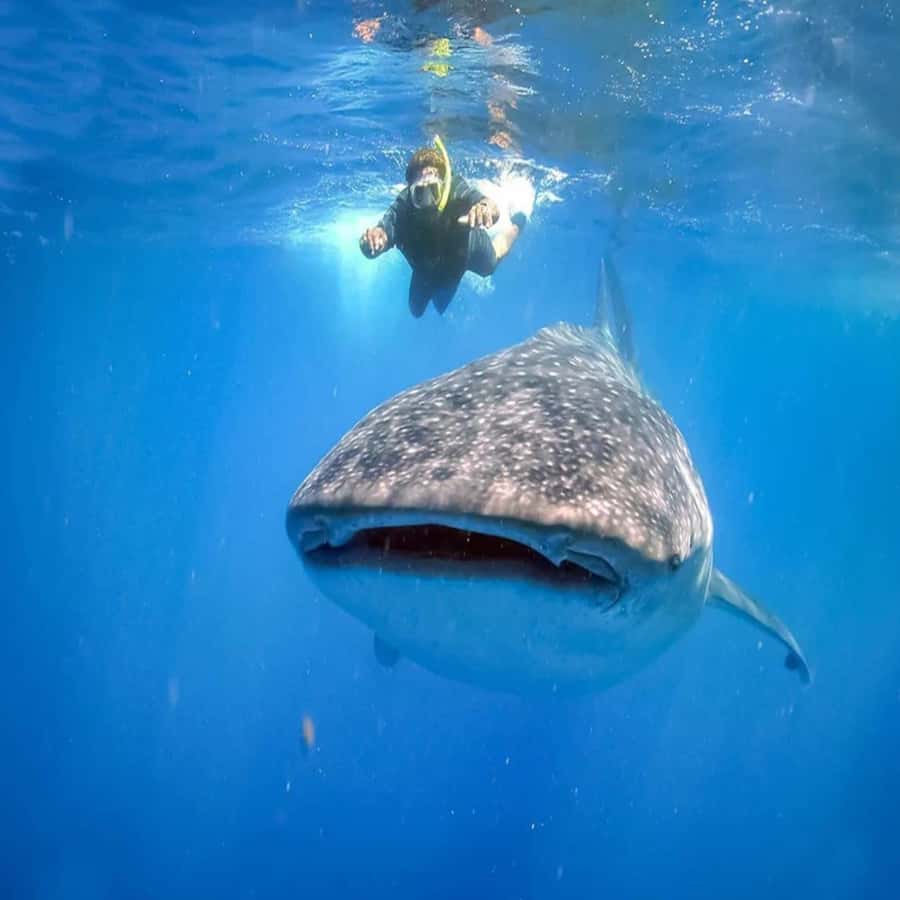 Lombok: Kenawa & Moyo Islands 2-Day Tour with Meals - Key Points