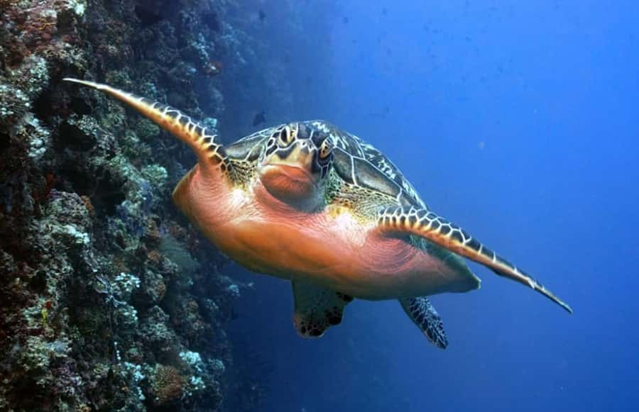 Maldives Snorkeling Tour to Explore 3 Coral Reef Wonders - FAQs About the Maldives Snorkeling Tour
