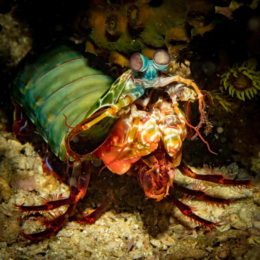 Koh Lipe: Scuba Refresher and Fun Dive for Certified Divers - An Introduction to the Experience