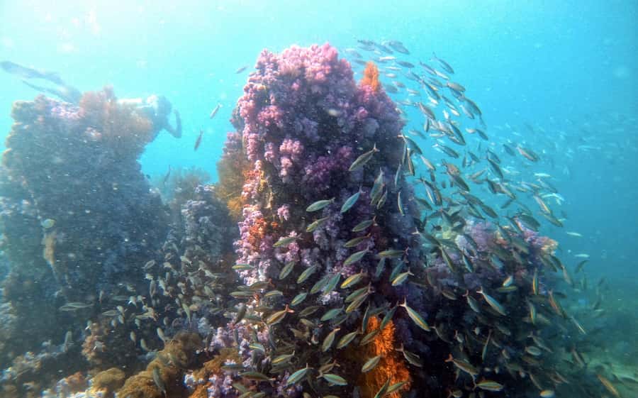 Koh Lipe: Scuba Refresher and Fun Dive for Certified Divers - Frequently Asked Questions