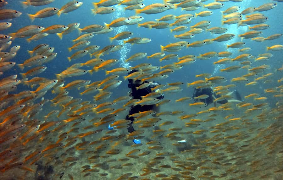 Koh Lipe: Scuba Refresher and Fun Dive for Certified Divers - Transportation and Group Size