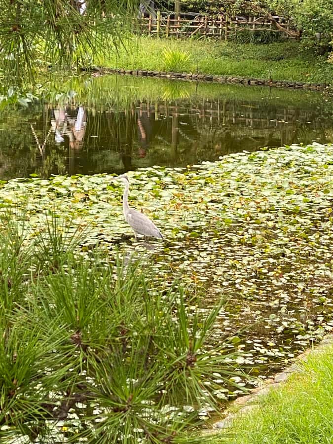 Imperial Palace Walking Tour:The Shoguns,the Imperial Family - Practical Details and Tips