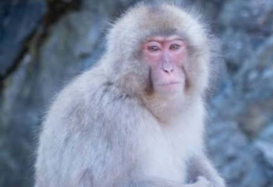 From Tokyo: Snow Monkey Park Private Tour With English Guide - Discovering the Snow Monkeys of Jigokudani: A Private Day Tour from Tokyo
