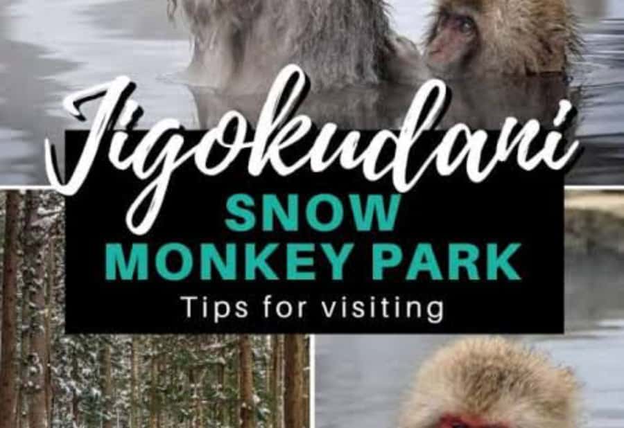 From Tokyo: Snow Monkey Park Private Tour With English Guide - Practical Tips and Considerations