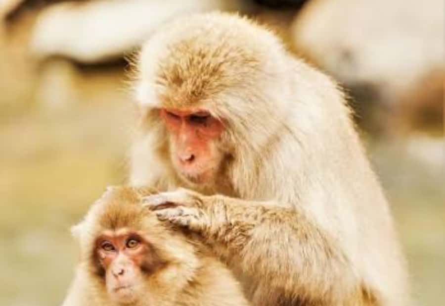 From Tokyo: Snow Monkey Park Private Tour With English Guide - An In-Depth Look at the Jigokudani Snow Monkey Tour