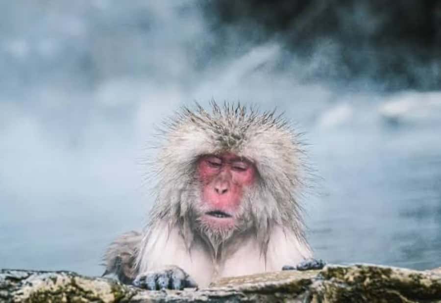 From Tokyo: Snow Monkey Park Private Tour With English Guide - Frequently Asked Questions