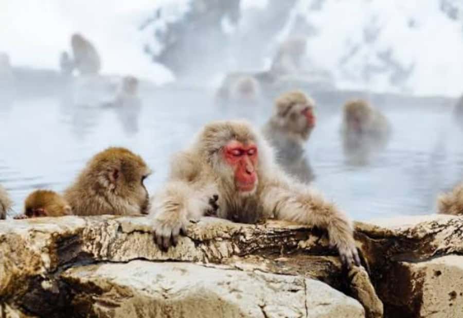 From Tokyo: Snow Monkey Park Private Tour With English Guide - The Sum Up
