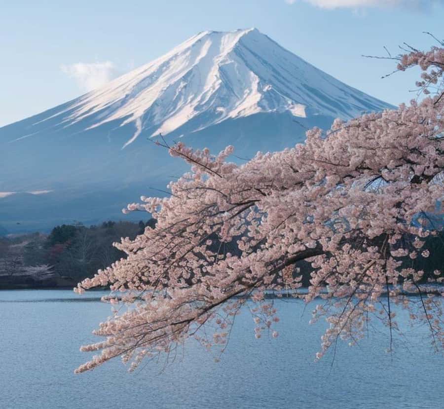 From Osaka: Mount Fuji Private Scenic Tour with Hotel Pickup - Who Should Consider This Tour?