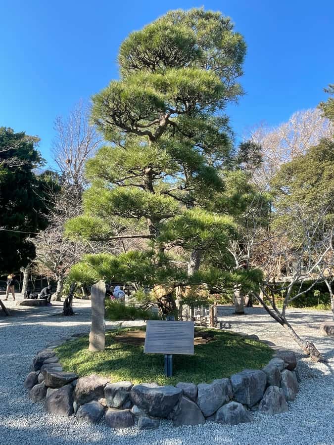 Tokyo: Kamakura Day Trip with Great Buddha & Temples - Cost and Value Analysis