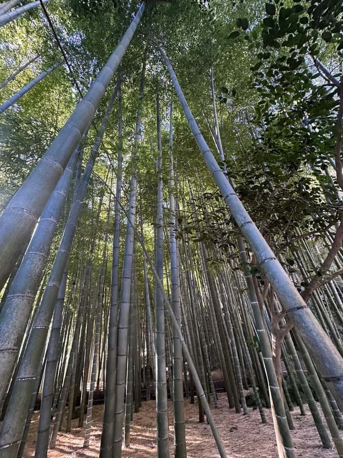 Tokyo: Kamakura Day Trip with Great Buddha & Temples - Final Words