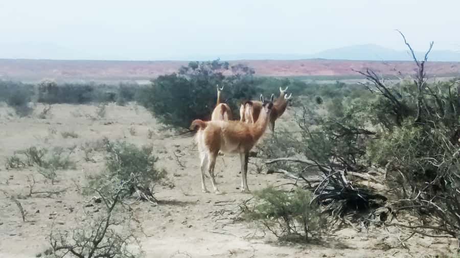 San Juan: Ischigualasto National Park - Moon Valley - Exploring the Itinerary and Highlights