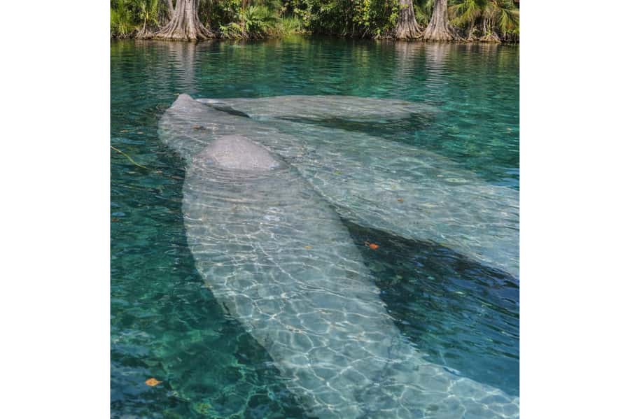 Silver Springs Kayak Tour with Orlando Pick Up - Key Points