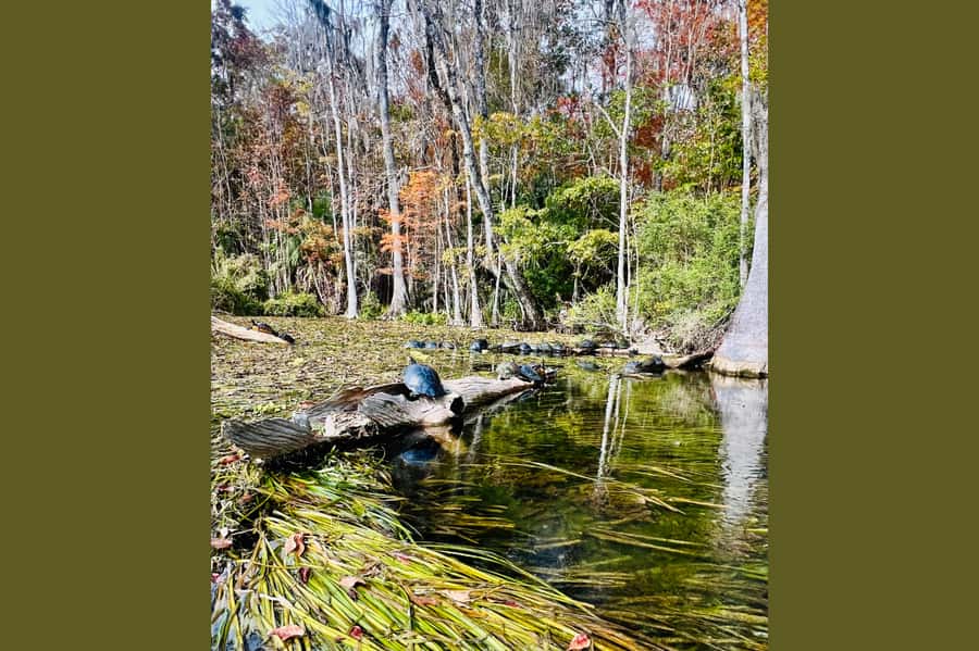 Silver Springs Kayak Tour with Orlando Pick Up - Final Thoughts: Who Is This Tour For?