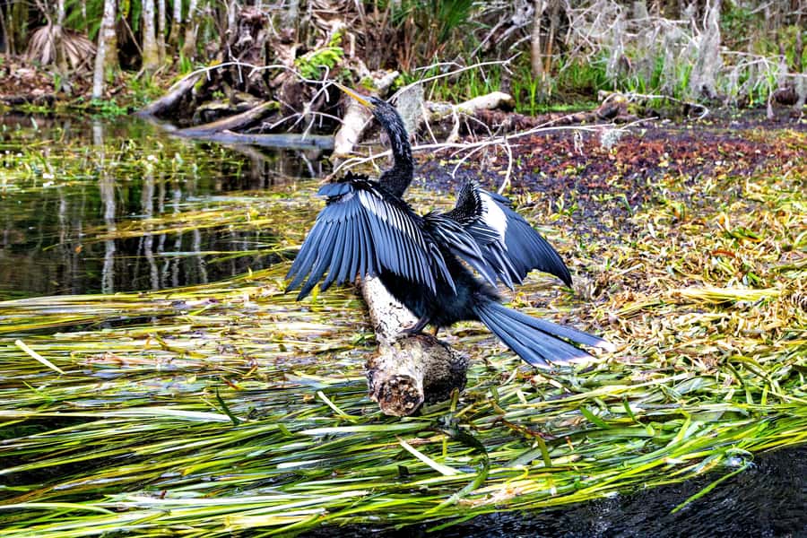 Silver Springs Kayak Tour with Orlando Pick Up - FAQ