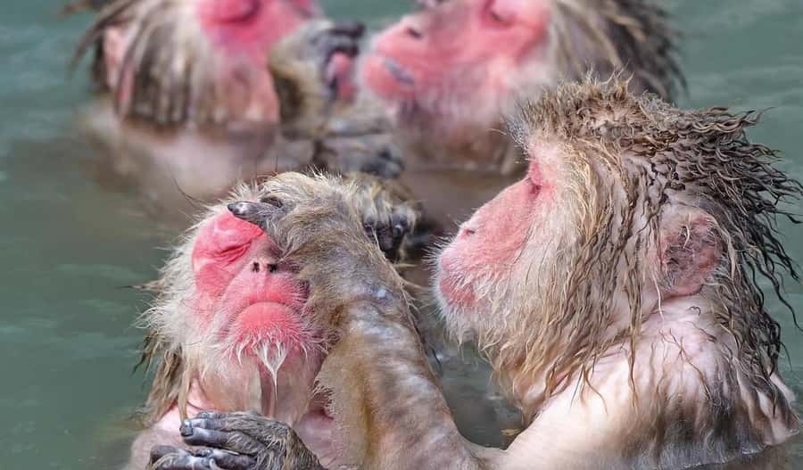 Tokyo: Snow Monkey and Nagano One-Day Private Tour - Key Points