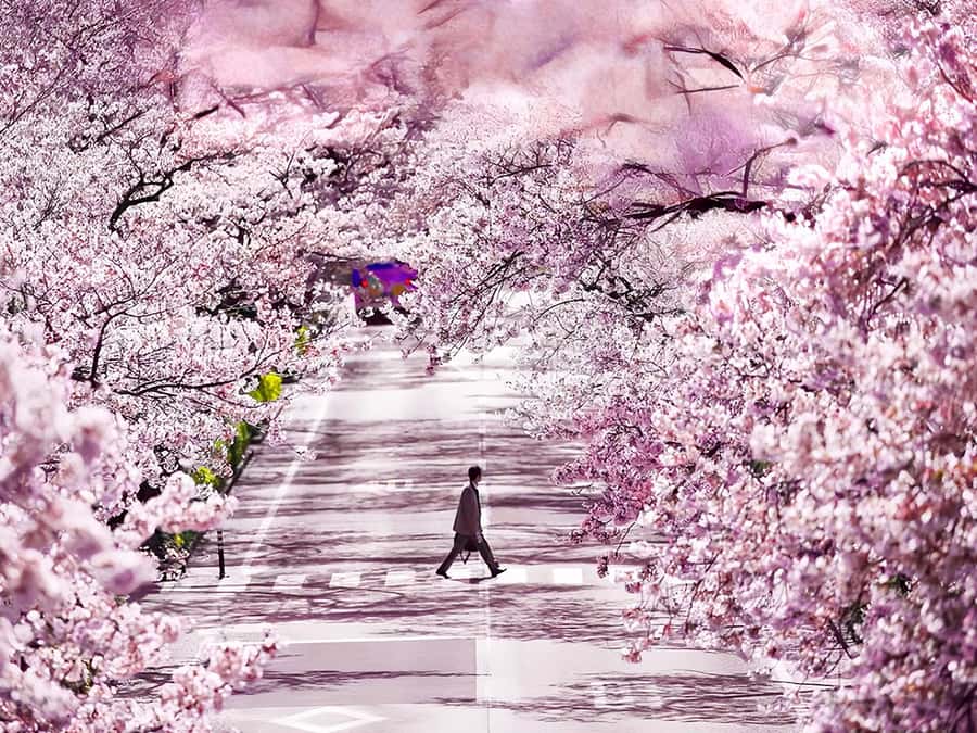 Cherry Blossom Tunnel & Sea: A Spring Day Tour of Ibaraki - The Practical Side: What’s Included and Tips