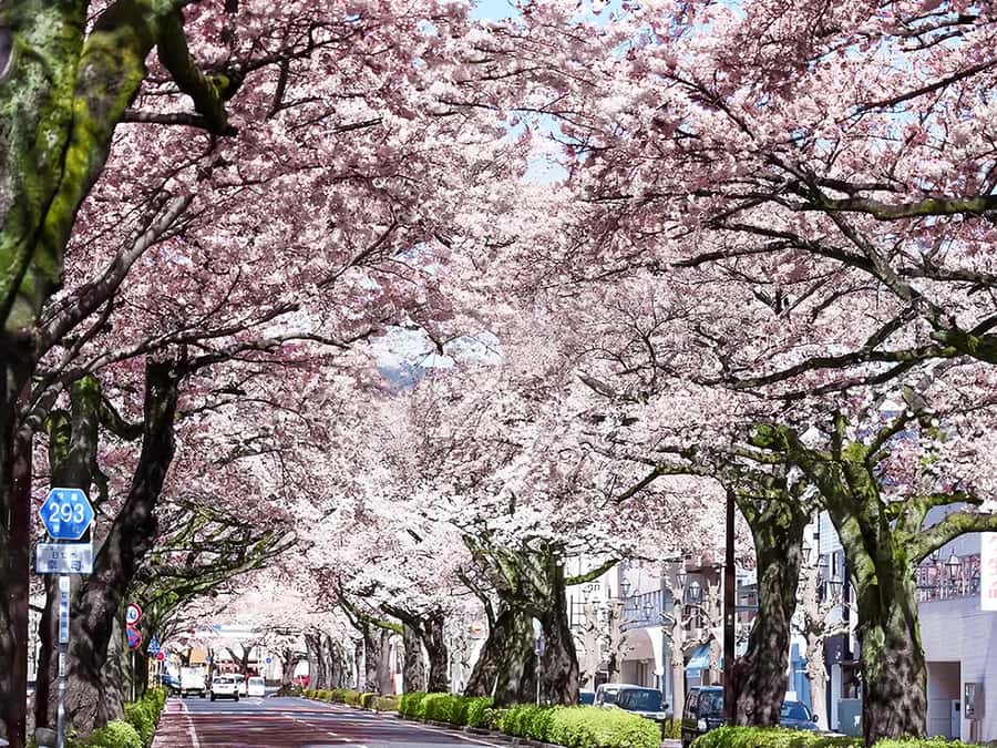 Cherry Blossom Tunnel & Sea: A Spring Day Tour of Ibaraki - An Authentic Day in Ibaraki: What to Expect