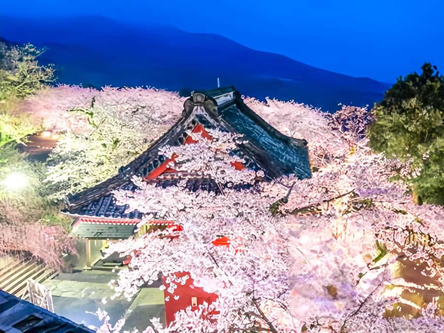 Cherry Blossom Tunnel & Sea: A Spring Day Tour of Ibaraki - Additional Tips