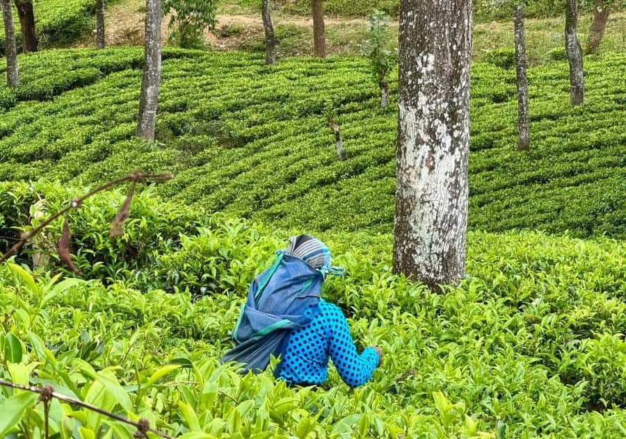 Pekoe Trail Stage 4 Guided Hike (Tawalantenne-Pundaluoya) - Key Points