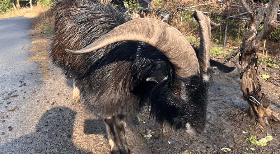 Sasebo: Farmhouse Visit with Goats, Tea, and Lunch - Key Points