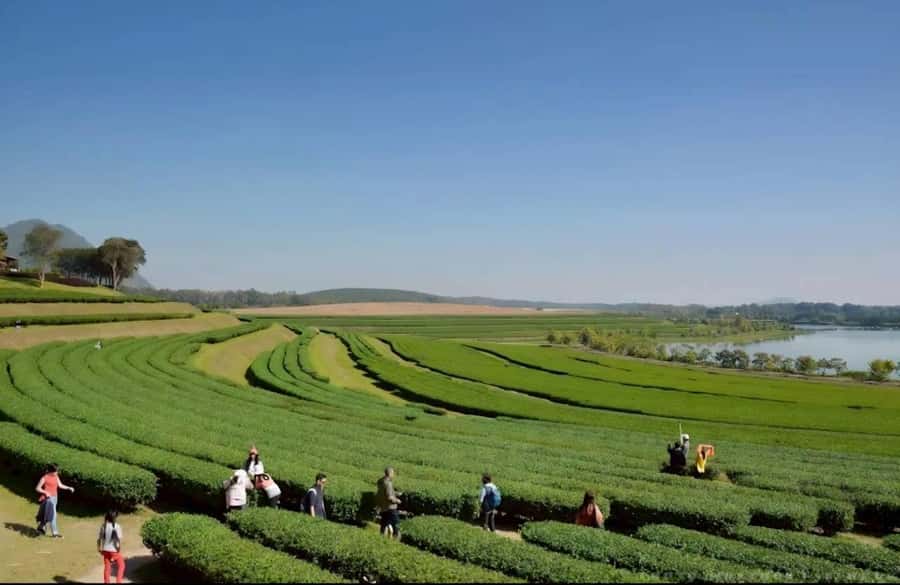 Chiang Rai: White Temple, Doi Chang, & Hot Springs Tour - FAQ