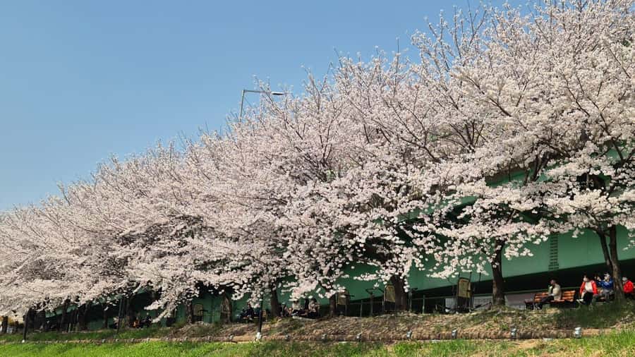 Seoul Riverside Walk and Korean-Style Picnic Experience - What to Expect: A Step-by-Step Breakdown