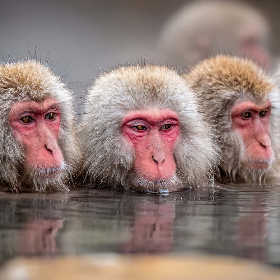 Tokyo: Snow Monkey Park & Nagano Highlights Private Tour - Good To Know