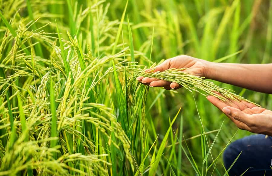 Balinese Holy Water Ritual with Nature Serenity - Who Should Consider This Tour?
