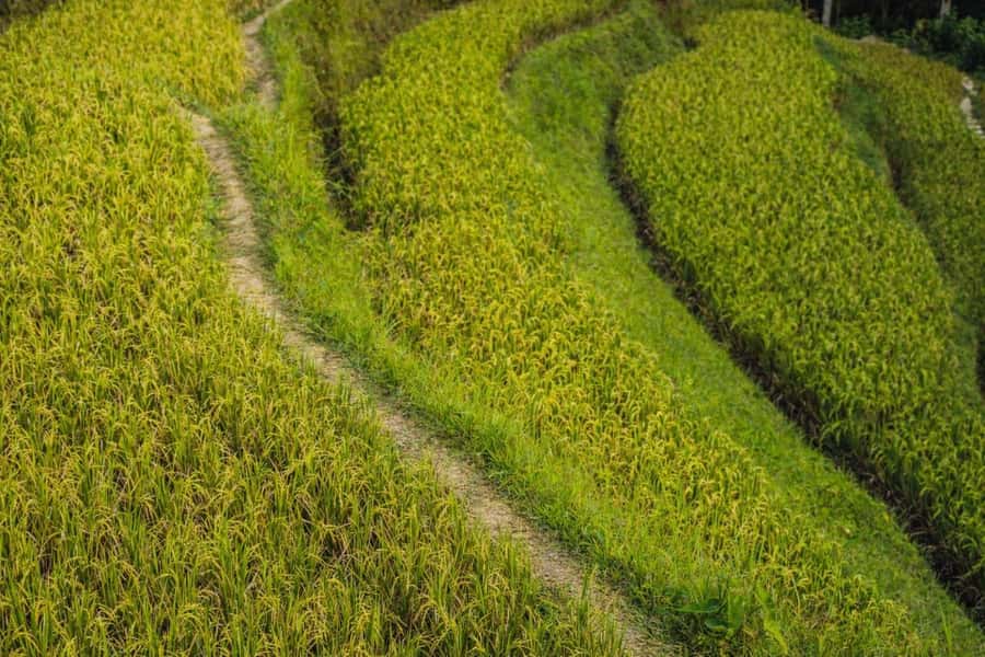 Balinese Holy Water Ritual with Nature Serenity - Final Thoughts