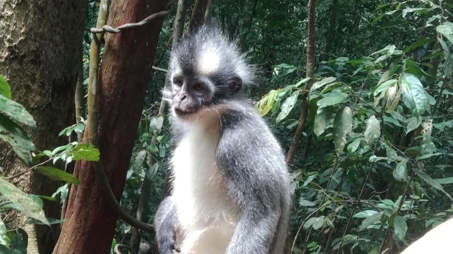 Bukit Lawang: 4-Day Wild Orangutan and Art Trek - The Itinerary in Detail: What You Can Expect