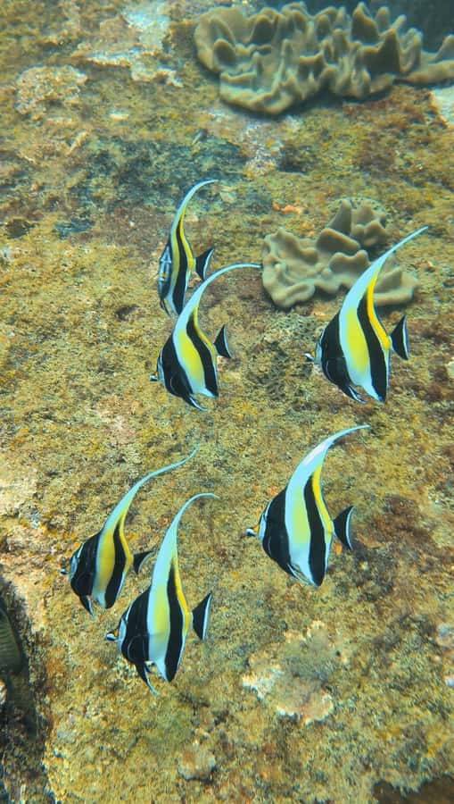 Unawatuna: Fun Dive with Gear and Guide for Certified Divers - FAQ