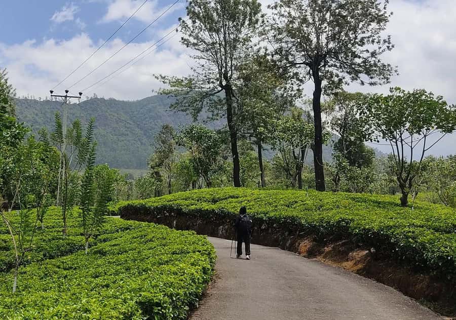 Pekoe Trail Stage 5 Guided Hike (Pundaluoya-Watagoda) - Practical Details and What to Expect