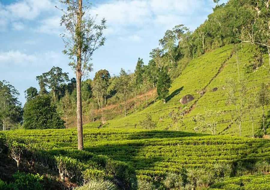 Pekoe Trail Stage 6 Guided Hike (Watagoda-Kotagala) - Transportation & Logistics: Making It Seamless