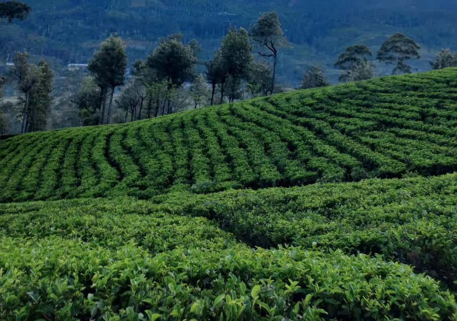 Pekoe Trail Stage 8 Guided Hike (Norwood-Bogawantalawa) - Who Would Love This Experience?