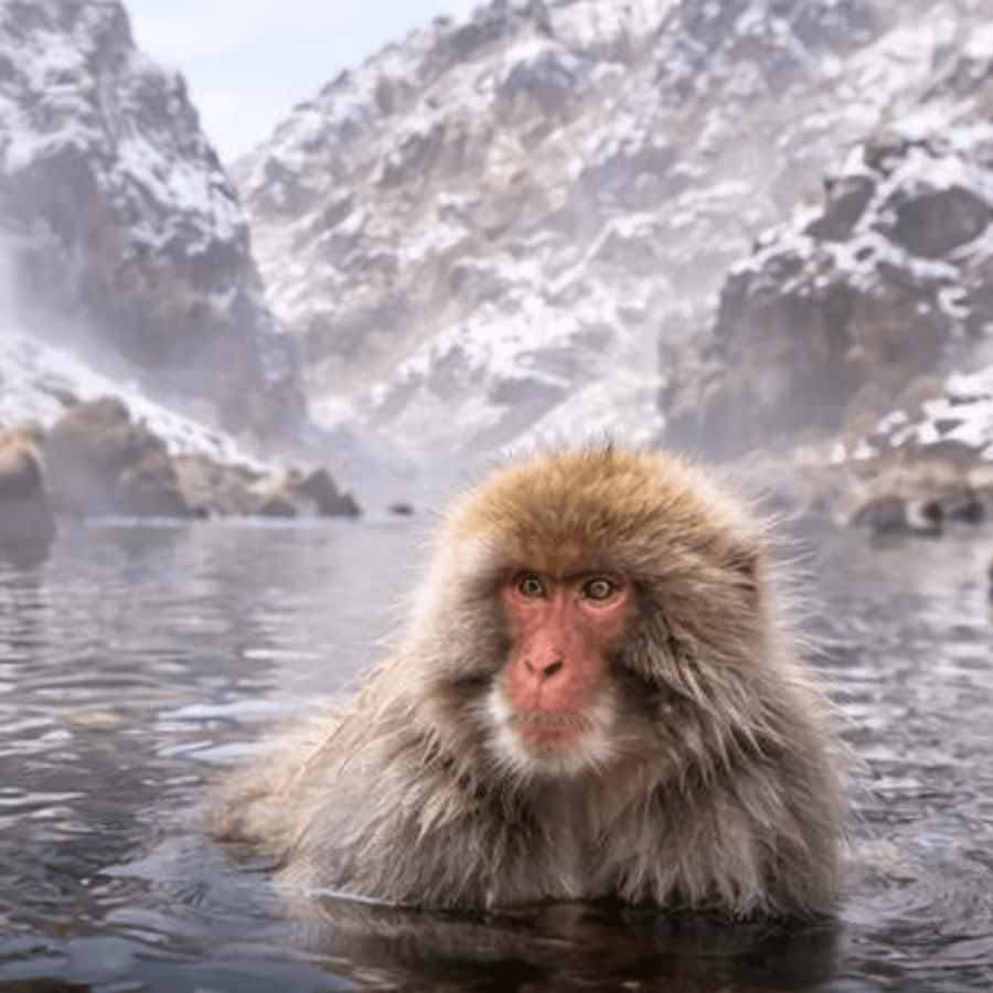 Tokyo & Nagano: Snow Monkey Sightseeing Private Guided Tour - Exploring the Highlights of the Tour